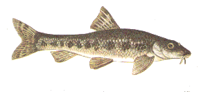 Gudgeon